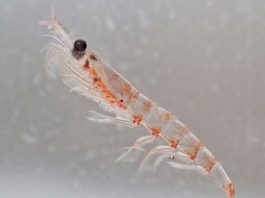 Óleo de krill