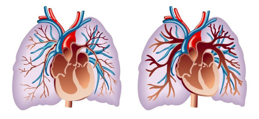 kalp sağlığı tehlikeleri videosu 1 php sistemik dolaşımın hipertansiyonu